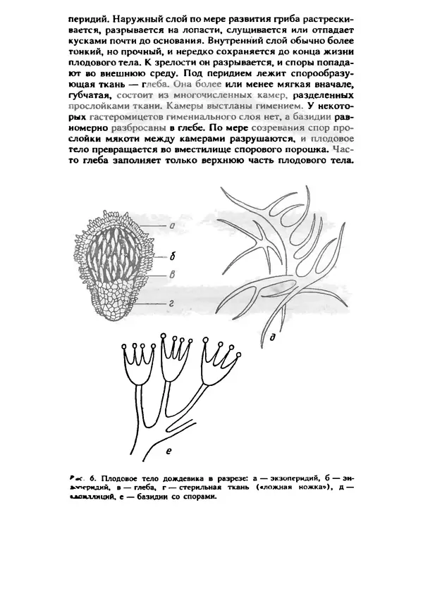 C. Вассер - Съедобные и ядовитые грибы Карпат. Справочник - Страница № 13
