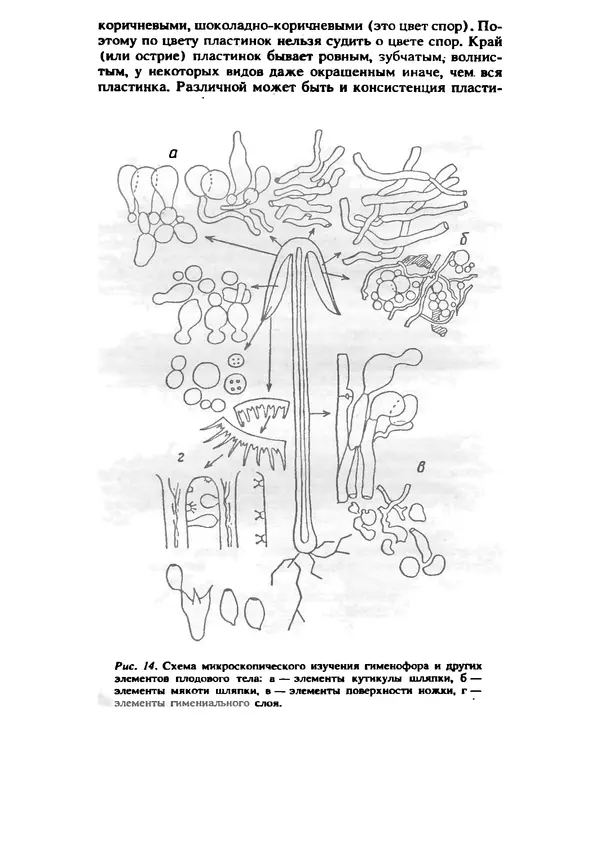 C. Вассер - Съедобные и ядовитые грибы Карпат. Справочник - Страница № 20