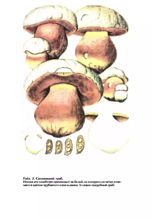 C. Вассер - Съедобные и ядовитые грибы Карпат. Справочник - Страница № 211