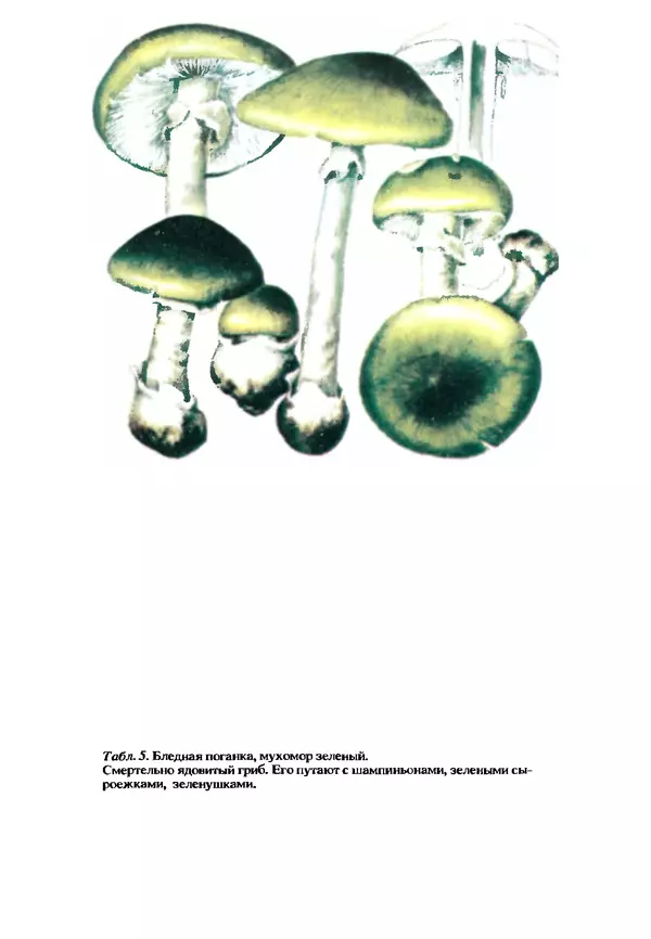 C. Вассер - Съедобные и ядовитые грибы Карпат. Справочник - Страница № 213