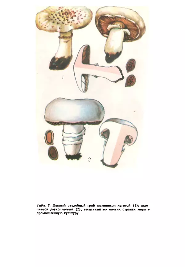 C. Вассер - Съедобные и ядовитые грибы Карпат. Справочник - Страница № 216