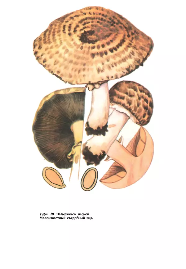 C. Вассер - Съедобные и ядовитые грибы Карпат. Справочник - Страница № 218