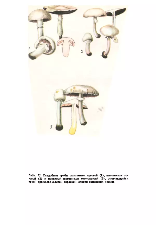 C. Вассер - Съедобные и ядовитые грибы Карпат. Справочник - Страница № 223