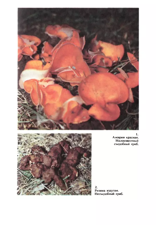 C. Вассер - Съедобные и ядовитые грибы Карпат. Справочник - Страница № 225