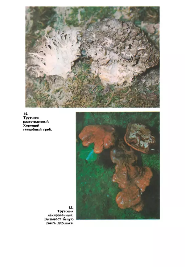 C. Вассер - Съедобные и ядовитые грибы Карпат. Справочник - Страница № 231