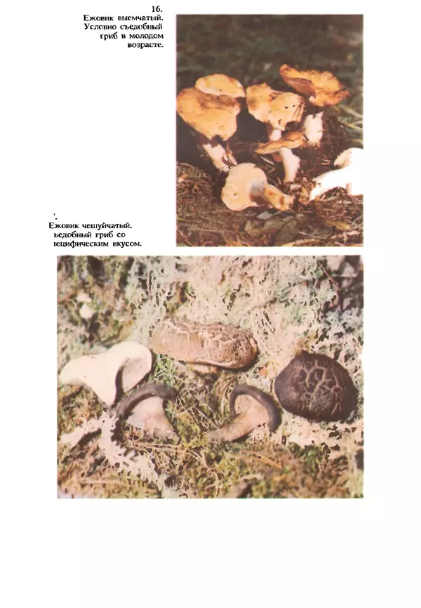 C. Вассер - Съедобные и ядовитые грибы Карпат. Справочник - Страница № 232