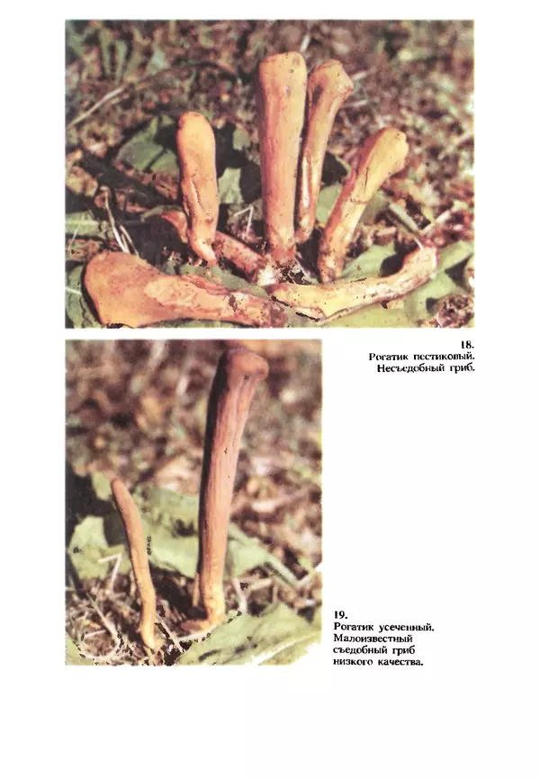 C. Вассер - Съедобные и ядовитые грибы Карпат. Справочник - Страница № 233