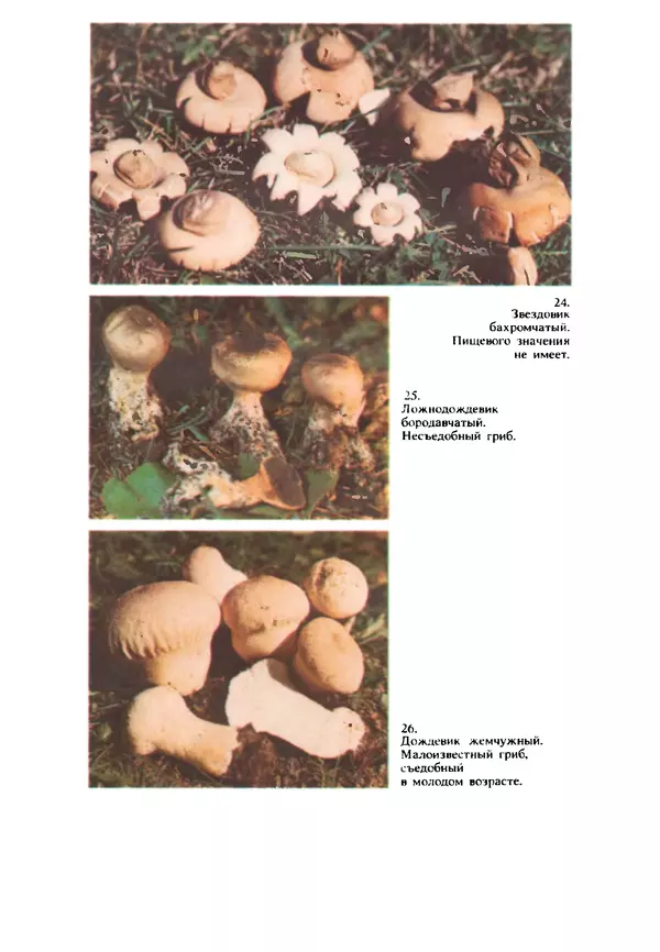C. Вассер - Съедобные и ядовитые грибы Карпат. Справочник - Страница № 236