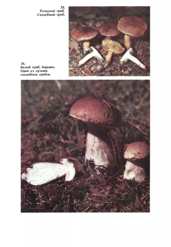 C. Вассер - Съедобные и ядовитые грибы Карпат. Справочник - Страница № 240
