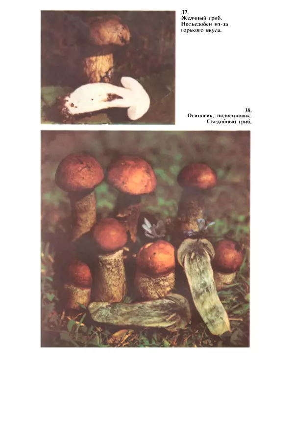 C. Вассер - Съедобные и ядовитые грибы Карпат. Справочник - Страница № 241