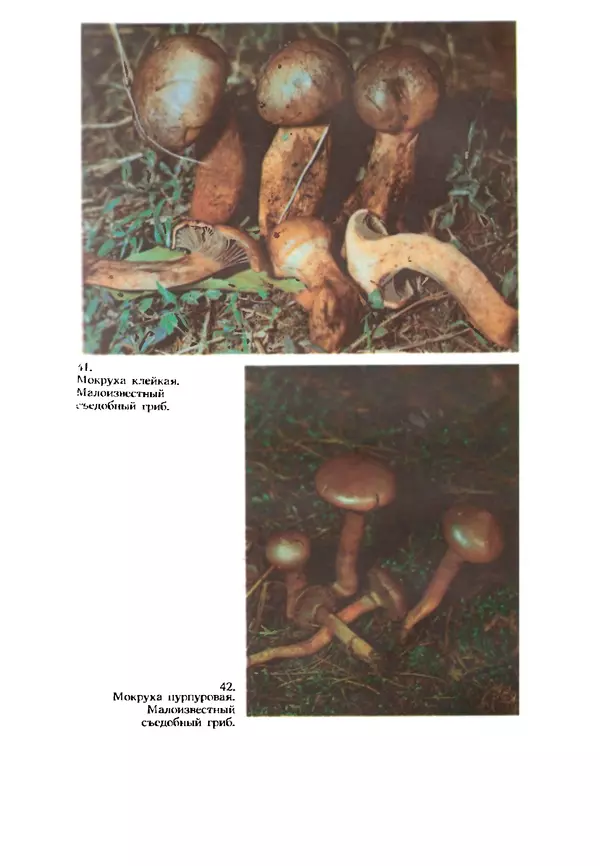 C. Вассер - Съедобные и ядовитые грибы Карпат. Справочник - Страница № 243