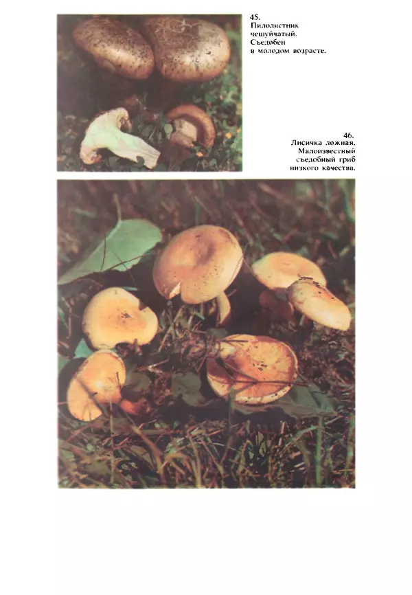 C. Вассер - Съедобные и ядовитые грибы Карпат. Справочник - Страница № 245