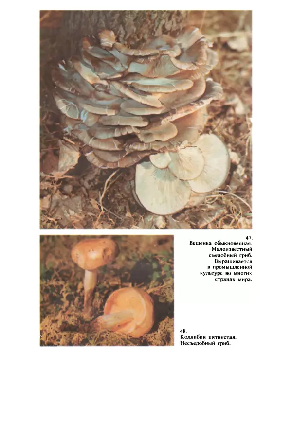 C. Вассер - Съедобные и ядовитые грибы Карпат. Справочник - Страница № 246