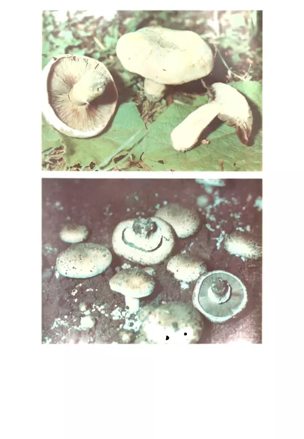 C. Вассер - Съедобные и ядовитые грибы Карпат. Справочник - Страница № 253