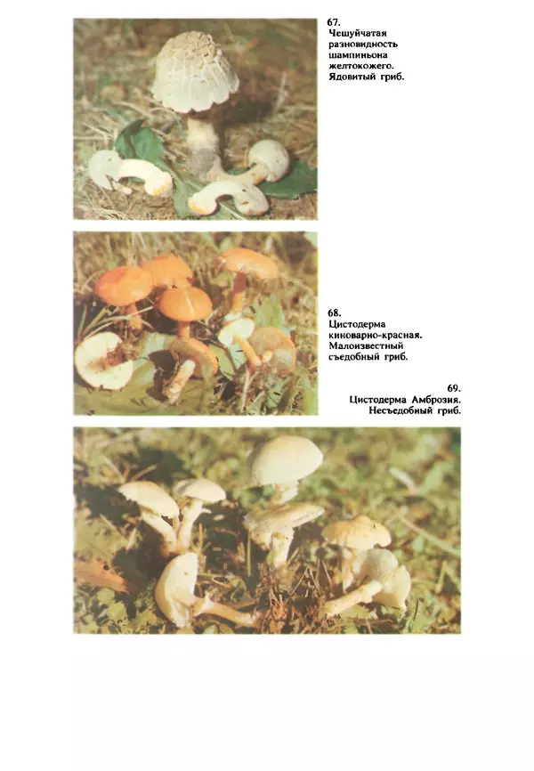 C. Вассер - Съедобные и ядовитые грибы Карпат. Справочник - Страница № 255