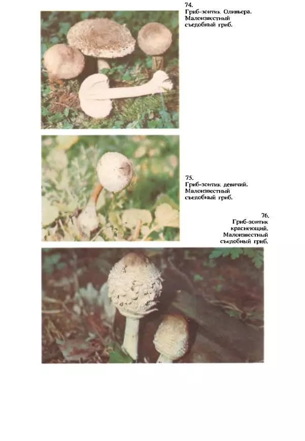 C. Вассер - Съедобные и ядовитые грибы Карпат. Справочник - Страница № 258