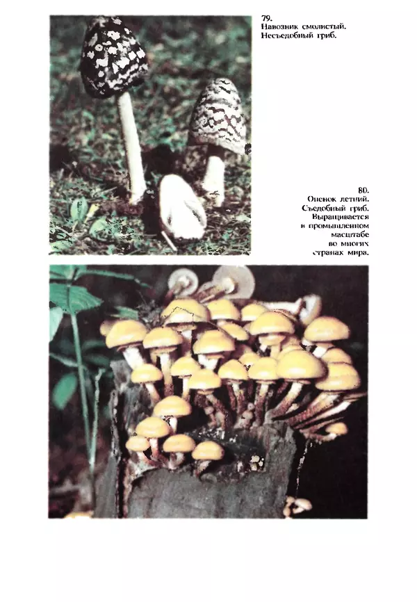 C. Вассер - Съедобные и ядовитые грибы Карпат. Справочник - Страница № 260