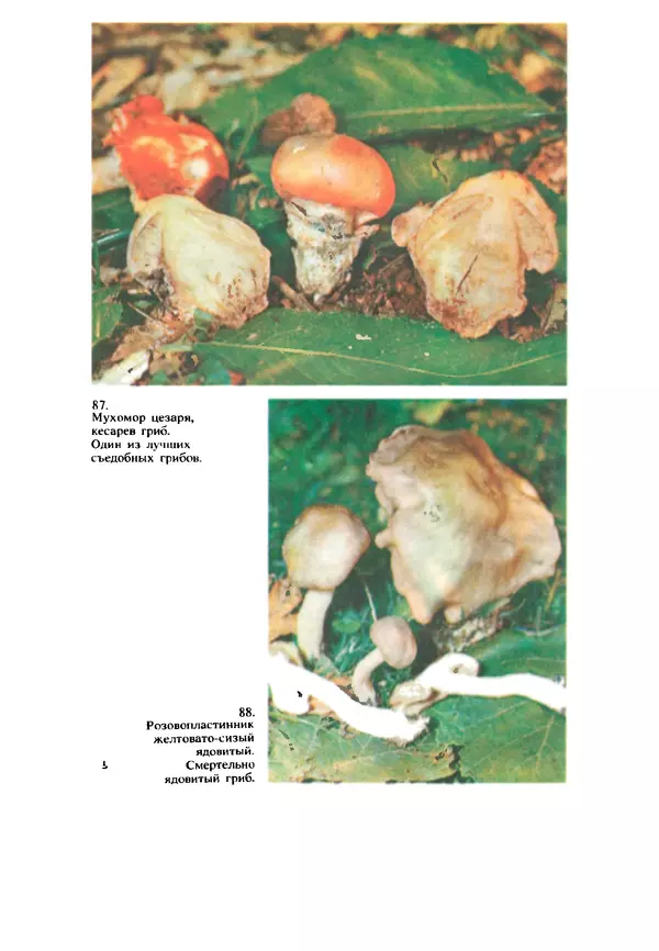 C. Вассер - Съедобные и ядовитые грибы Карпат. Справочник - Страница № 264