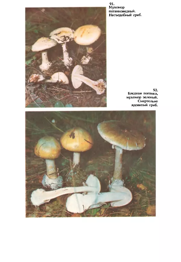 C. Вассер - Съедобные и ядовитые грибы Карпат. Справочник - Страница № 266