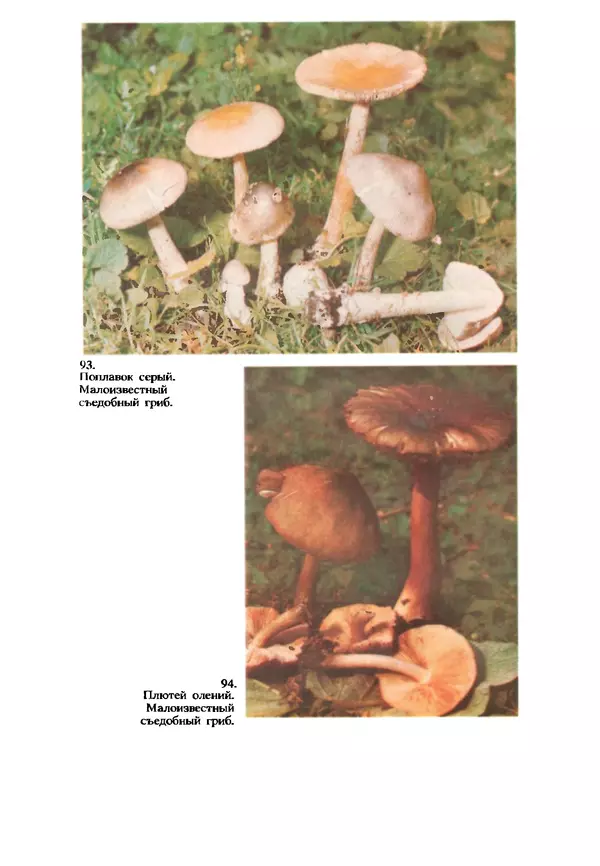 C. Вассер - Съедобные и ядовитые грибы Карпат. Справочник - Страница № 267