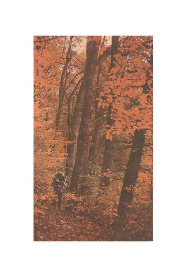 C. Вассер - Съедобные и ядовитые грибы Карпат. Справочник - Страница № 273