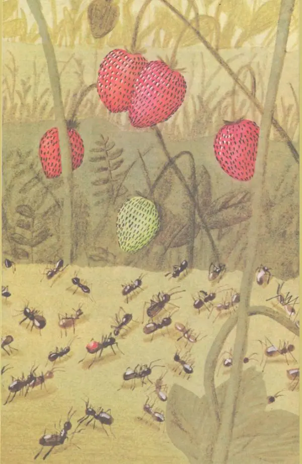 Наталья Романова - Муравей Красная Точка - Страница № 6