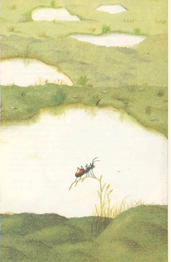 Наталья Романова - Муравей Красная Точка - Страница № 18