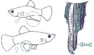 Как отличить моллинезий. Моллинезии аквариумные рыбки самец и самка. Моллинезия аквариумная рыбка самец и самка. Моллинезия рыбка самец и самка. Моллинезия самец и самка.
