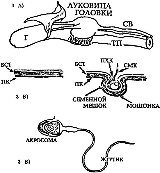 Строение члена. Строение полового органа у кобеля. Анатомия половых органов кобеля. Половой член кобеля анатомия. Луковичные железы кобеля.