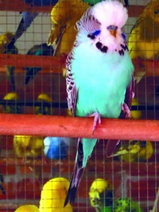 Волнистые попугайчики (fb2)