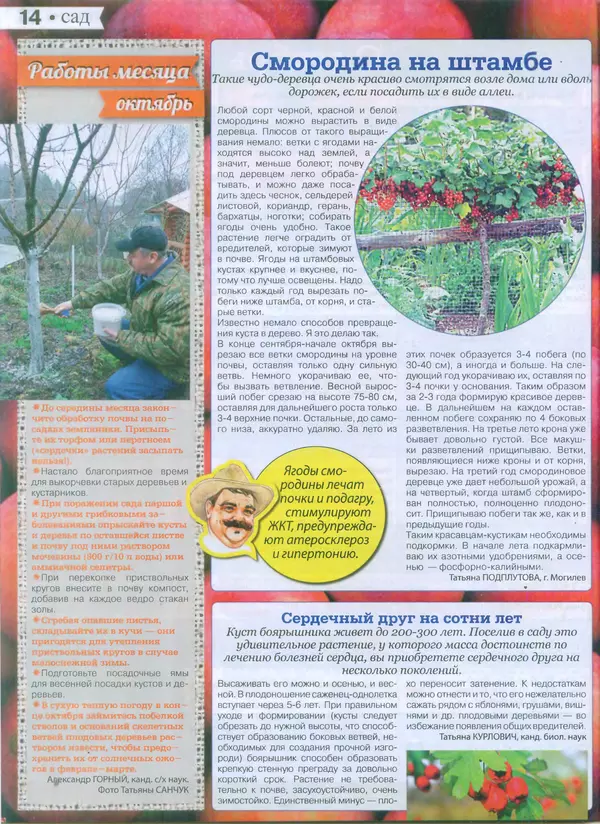 КулЛиб.   журнал Сваты на даче - Сваты на даче 2015 №9(09). Страница № 13