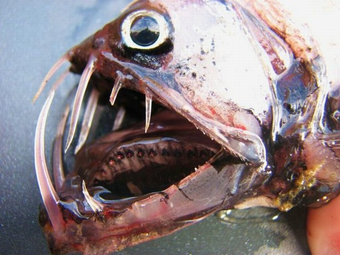 Страшные Головы Рыб Фото