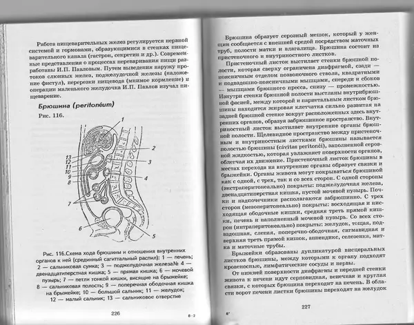 КулЛиб. А. А. Швырев - Анатомия и физиология человека с основами общей патологии. Страница № 115