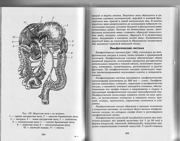 КулЛиб. А. А. Швырев - Анатомия и физиология человека с основами общей патологии. Страница № 148