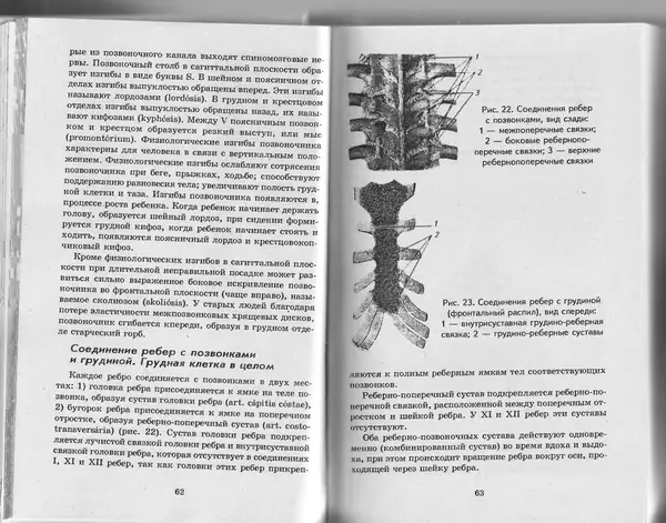 КулЛиб. А. А. Швырев - Анатомия и физиология человека с основами общей патологии. Страница № 33