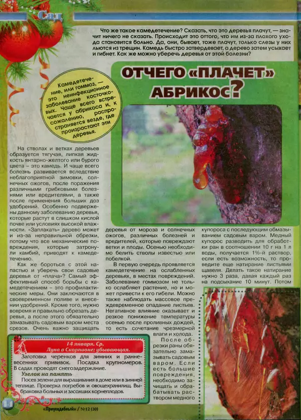 КулЛиб.   журнал Приусадебный - Приусадебный 2014 №12(30). Страница № 14