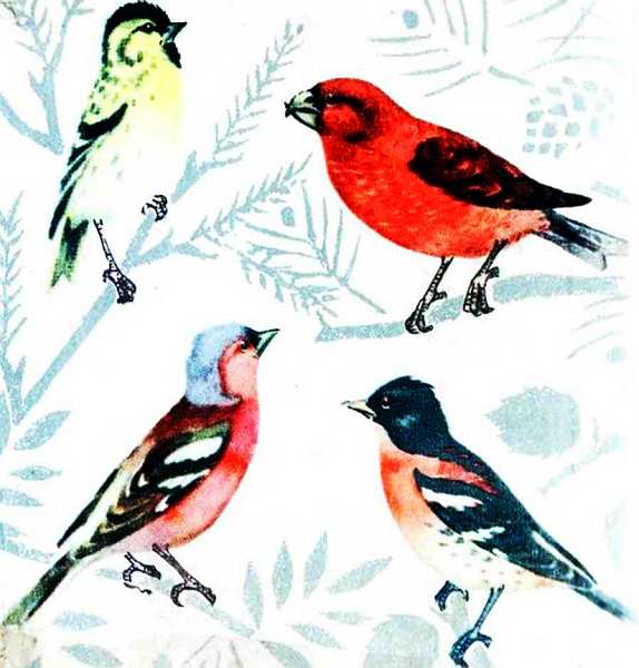 Певчие птицы наши верные друзья медный ствол. Книга певчие птицы Никонов. Певчая птица рисунок.