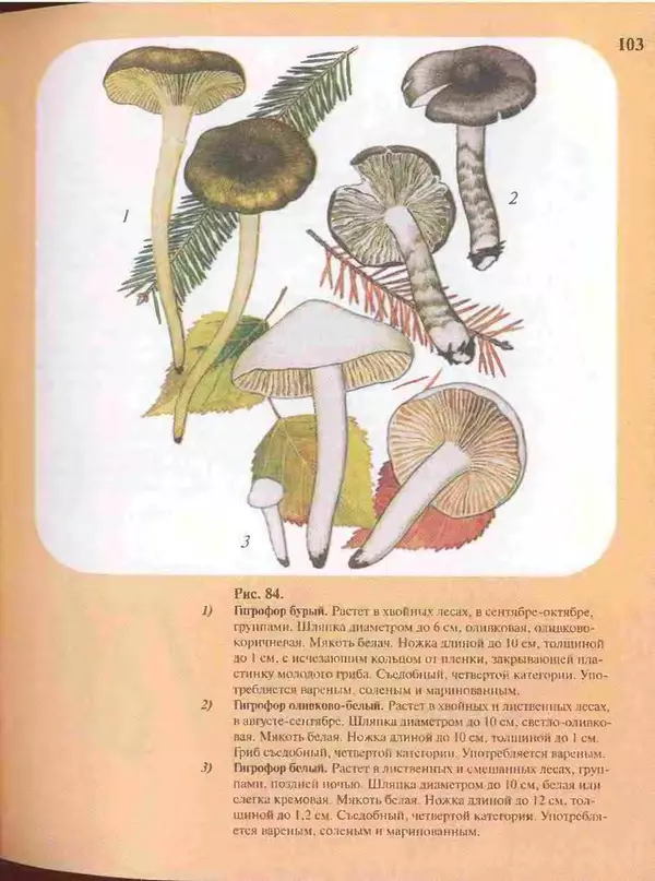 КулЛиб. А. В. Юдин - Большой определитель грибов. Страница № 103