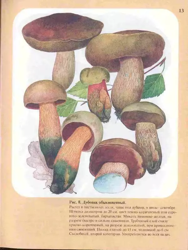 КулЛиб. А. В. Юдин - Большой определитель грибов. Страница № 13