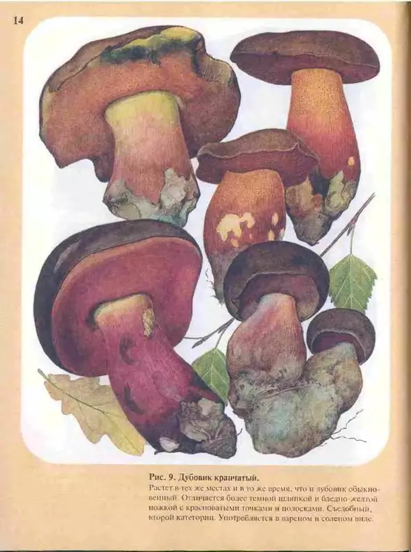 КулЛиб. А. В. Юдин - Большой определитель грибов. Страница № 14