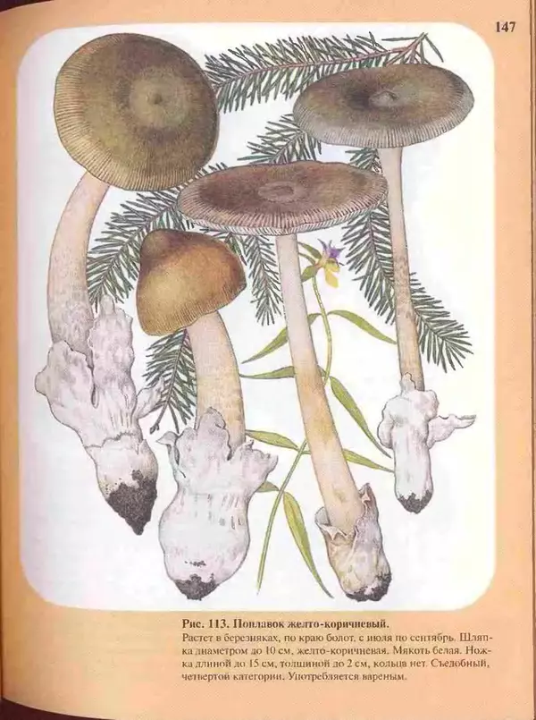 КулЛиб. А. В. Юдин - Большой определитель грибов. Страница № 147