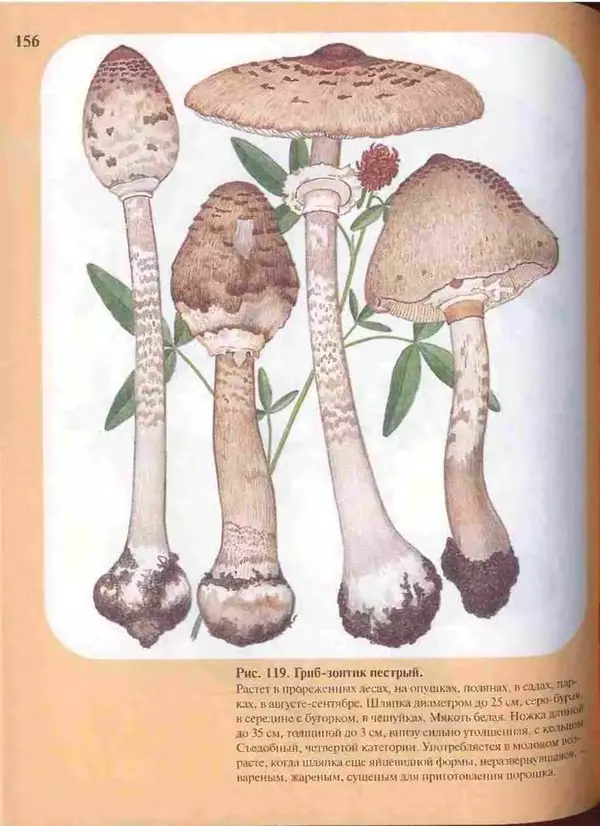 КулЛиб. А. В. Юдин - Большой определитель грибов. Страница № 156