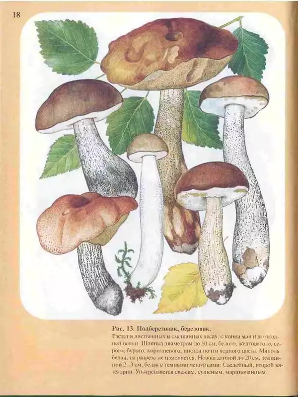 КулЛиб. А. В. Юдин - Большой определитель грибов. Страница № 18