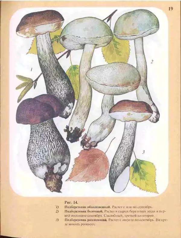 КулЛиб. А. В. Юдин - Большой определитель грибов. Страница № 19