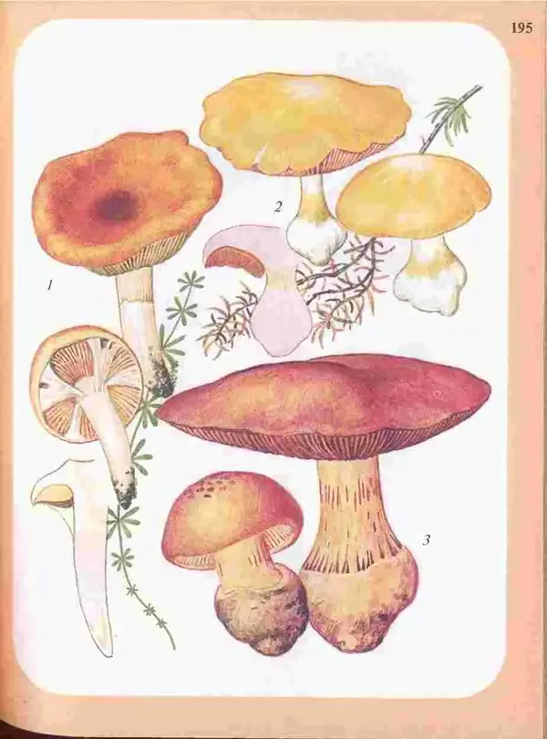 КулЛиб. А. В. Юдин - Большой определитель грибов. Страница № 195