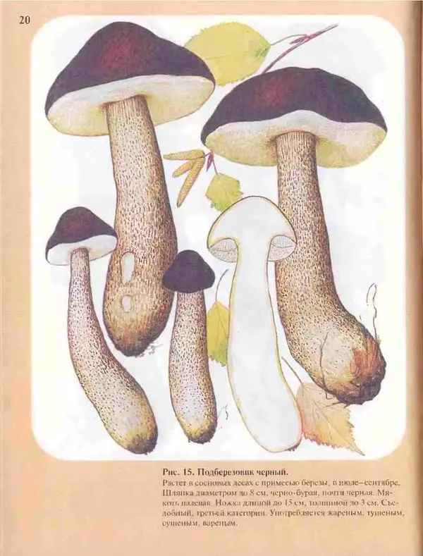 КулЛиб. А. В. Юдин - Большой определитель грибов. Страница № 20