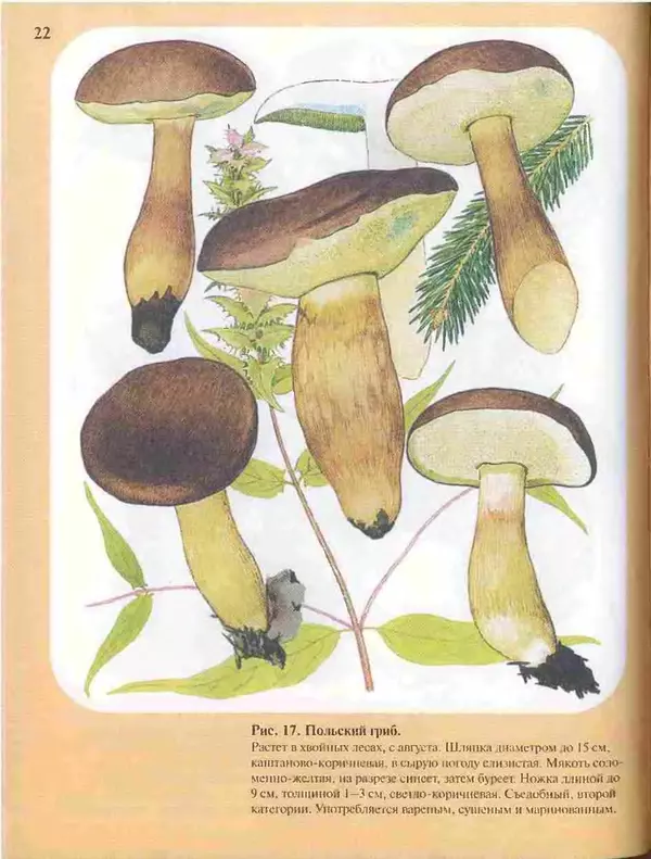 КулЛиб. А. В. Юдин - Большой определитель грибов. Страница № 22