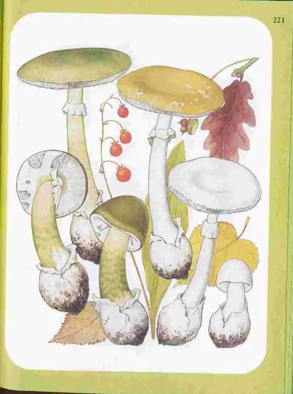 КулЛиб. А. В. Юдин - Большой определитель грибов. Страница № 221