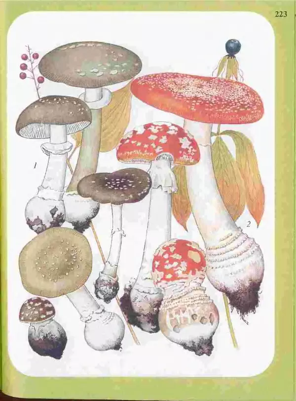 КулЛиб. А. В. Юдин - Большой определитель грибов. Страница № 223