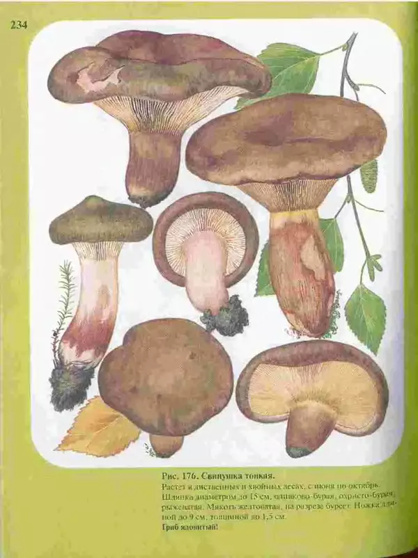 КулЛиб. А. В. Юдин - Большой определитель грибов. Страница № 234
